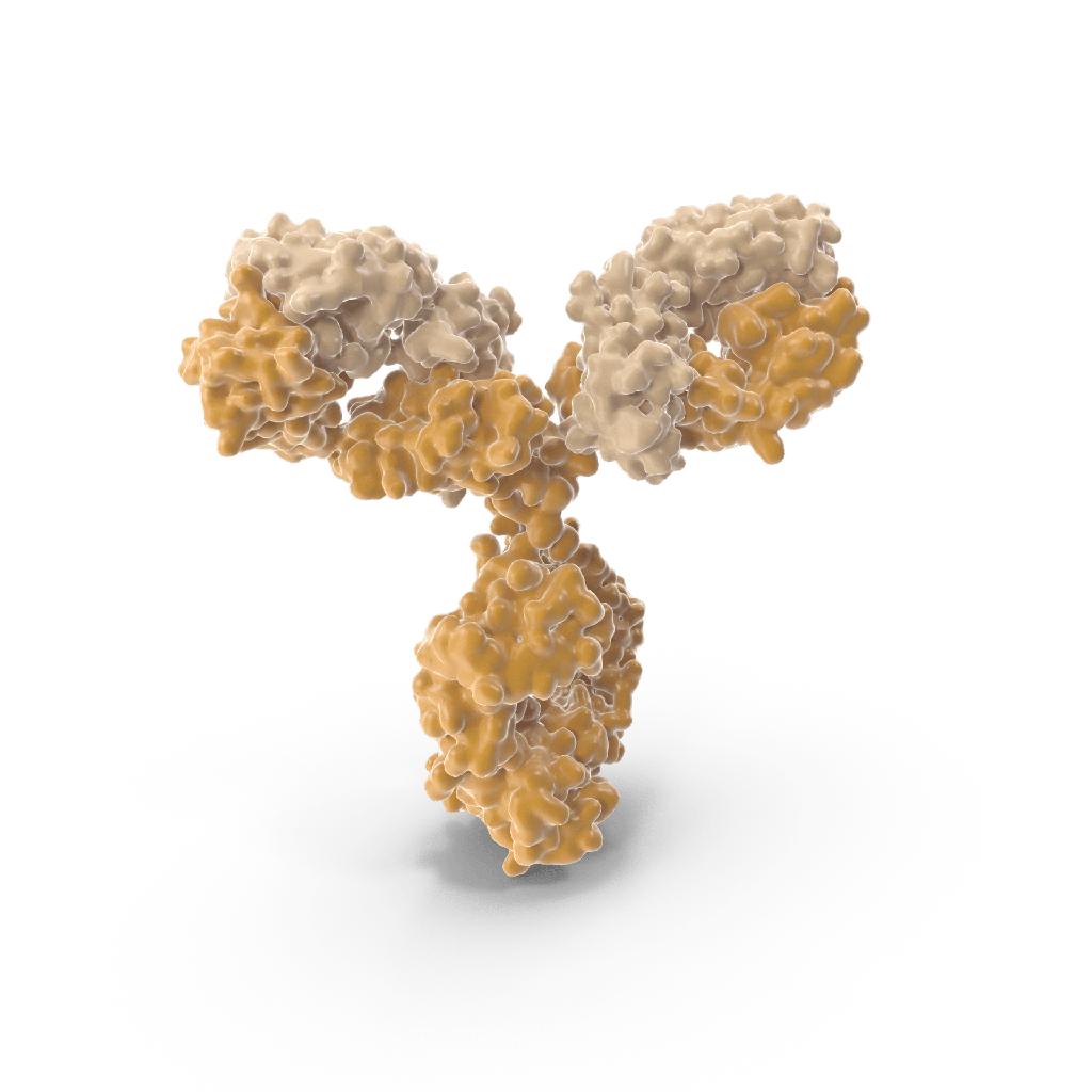 Antisize:Human CEACAM5 Recombinant Antibody  A5B7  size:RegµLar Batch  without endotoxin removal , SDSsize:PAGE>95%, 1 mg